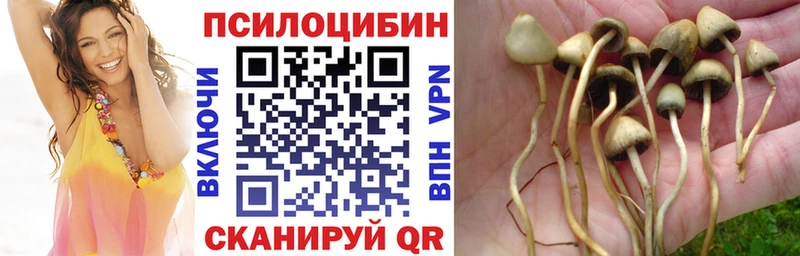 Галлюциногенные грибы Cubensis  Горячеводский 